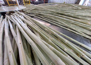 Frozen sugarcane sticks with high quality in USA