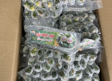 Buy frozen betel nut with the cheapest price from Vietnam