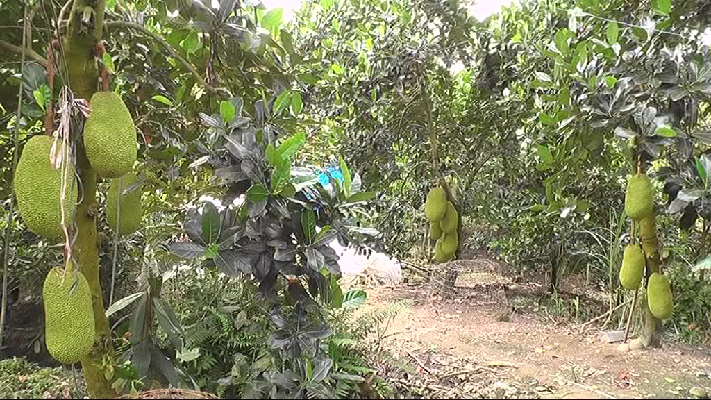 A farm is harvested to process frozen young jackfruit for export