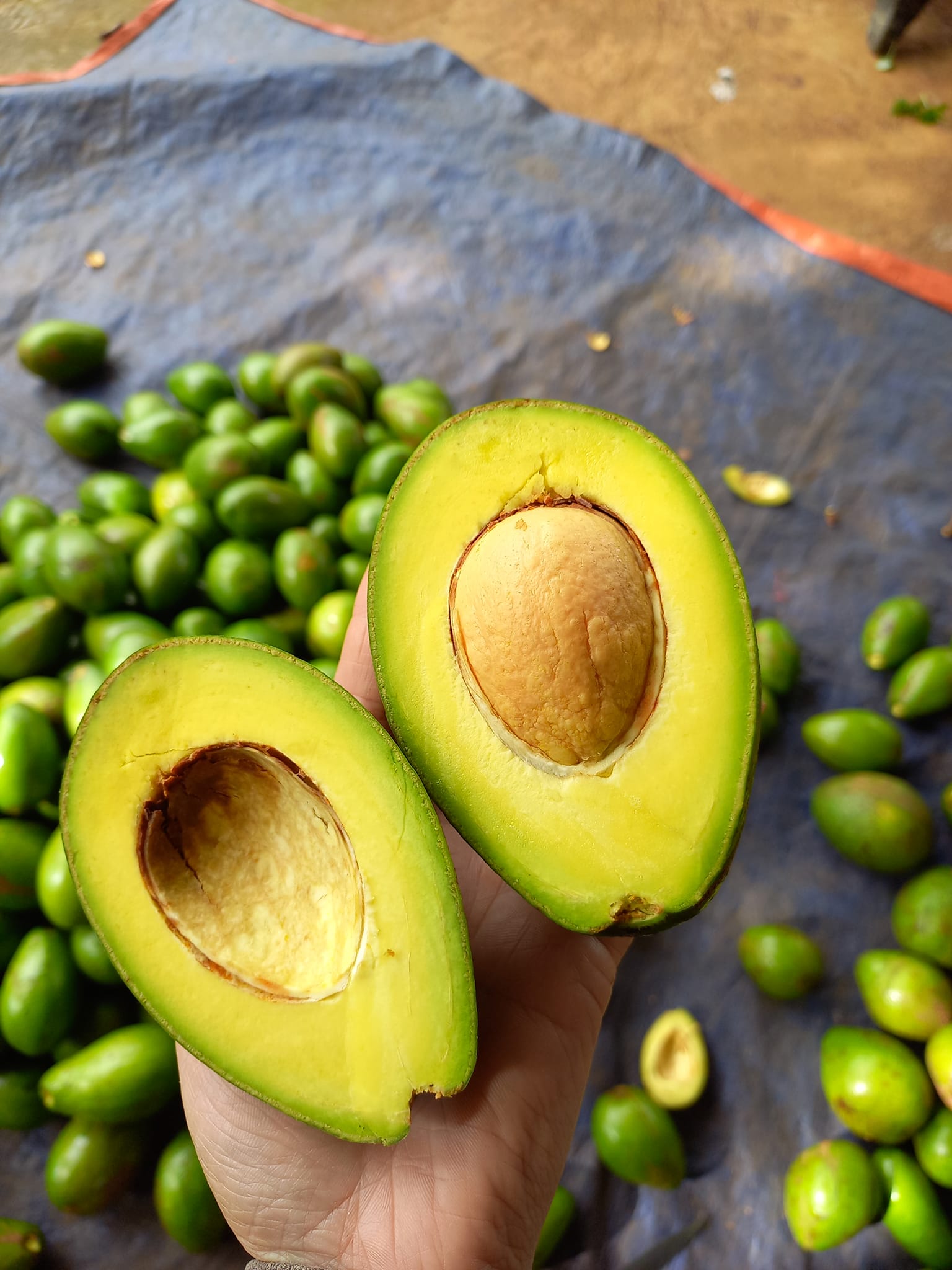 Booth avocado is often used to process frozen avocados for export