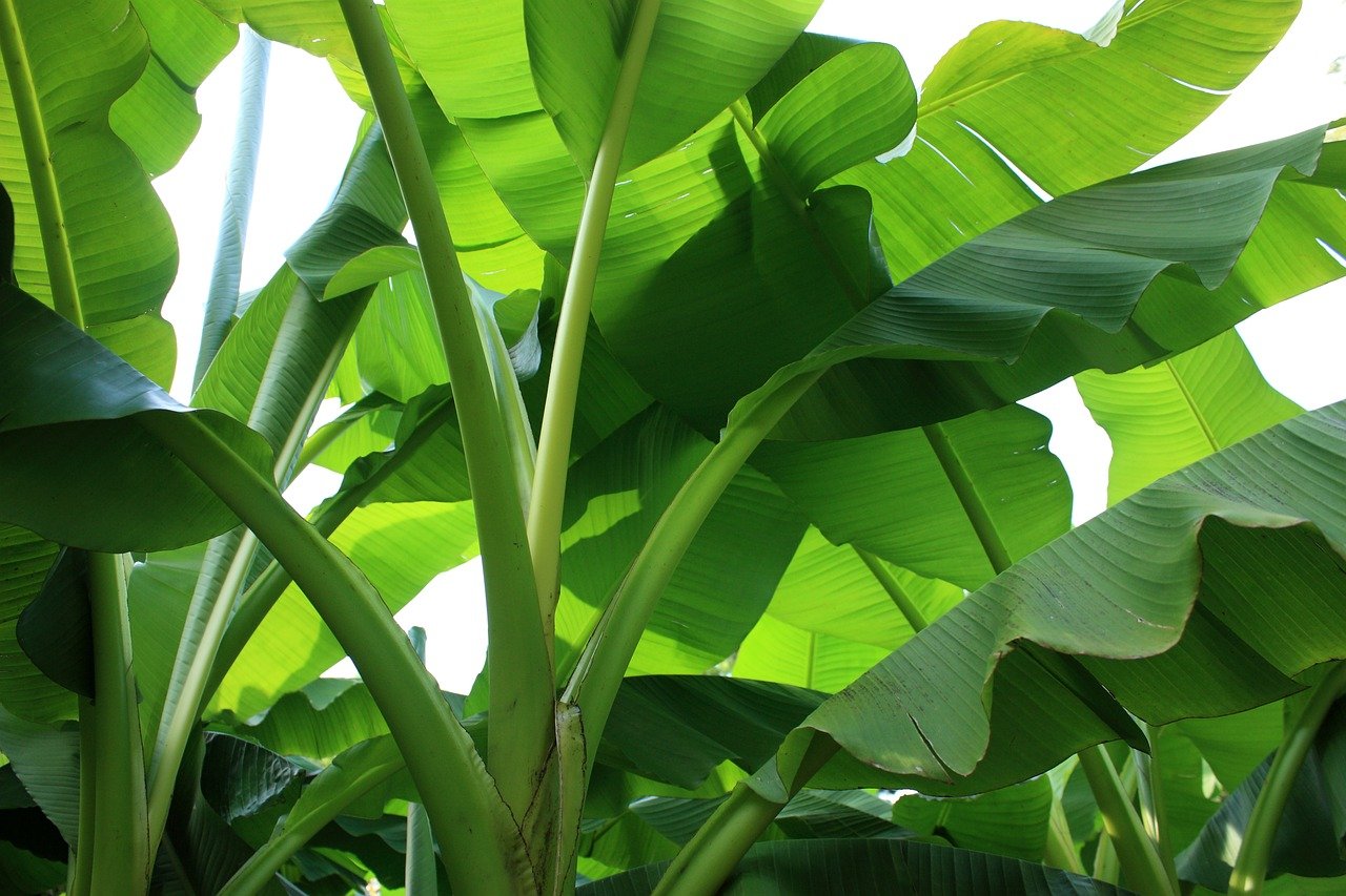 Exporting banana leaves is an effective solution to the problem of excess banana leaves of Vietnamese farmers