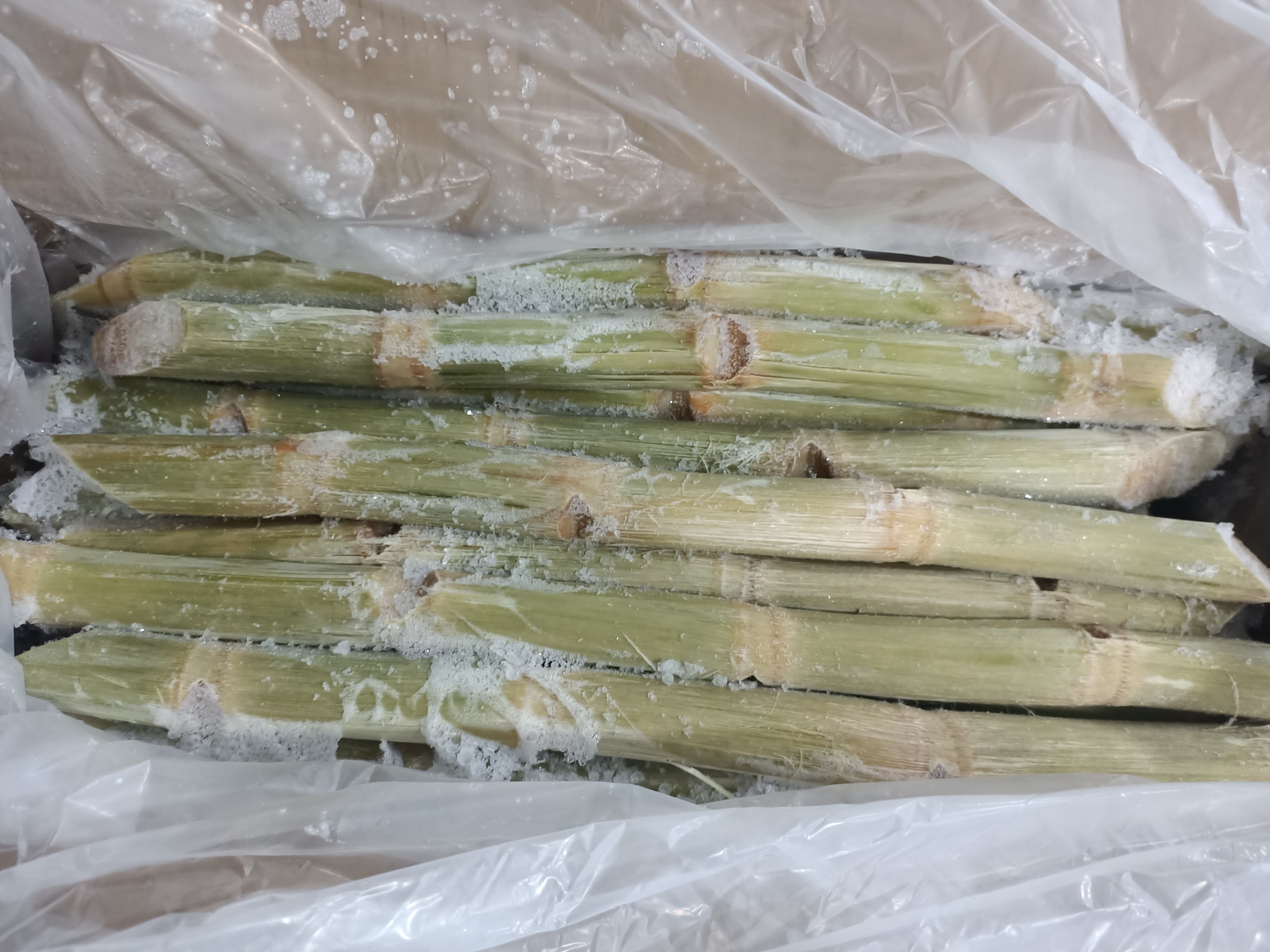 Frozen sugar cane of Tan Gia Thanh import export trading co.,ltd for USA market