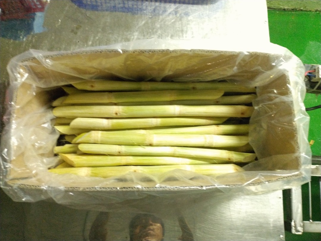 Frozen sugarcane cut into size of 40-50cm