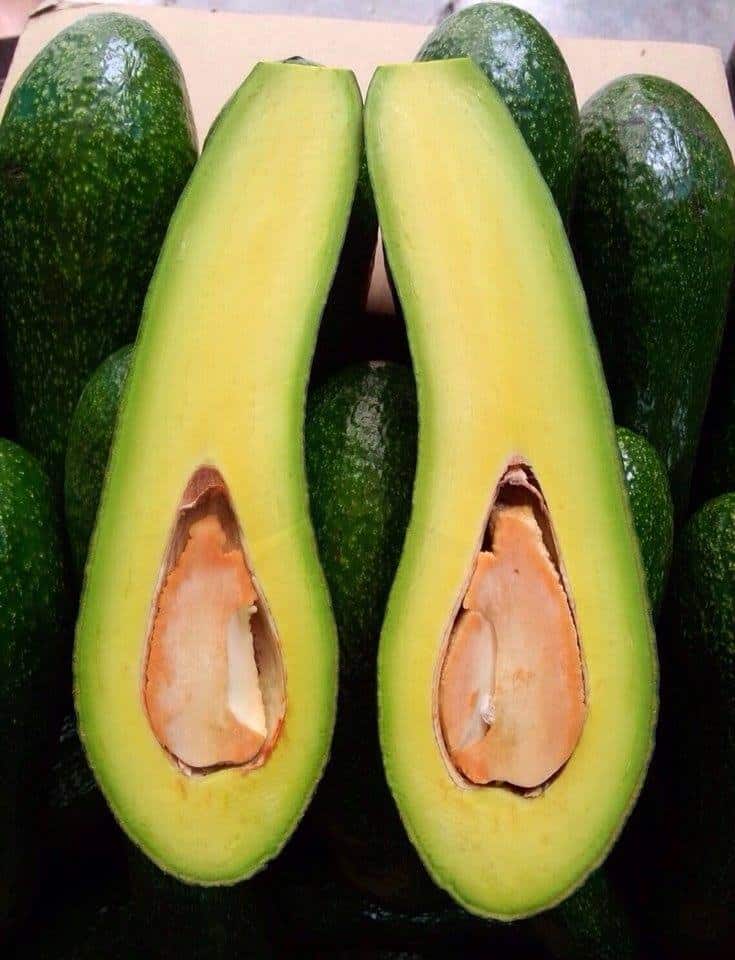 Longer avocado will have more flesh and smaller seeds