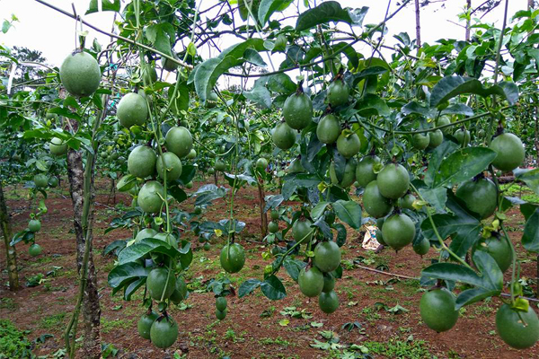 Passion fruit garden of Tan Gia Thanh company