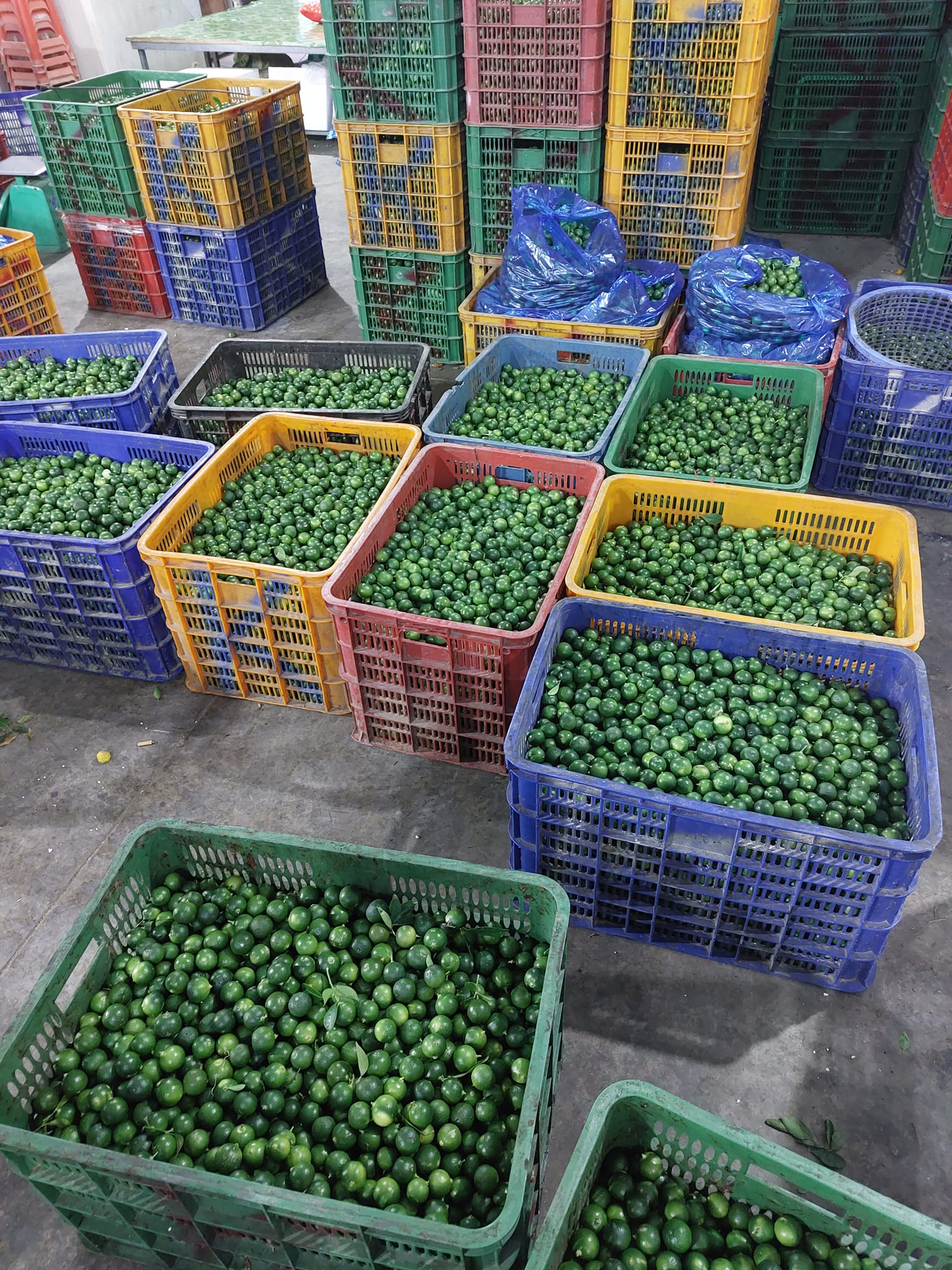 Raw kumquats are used for the production of frozen kumquat juice for export