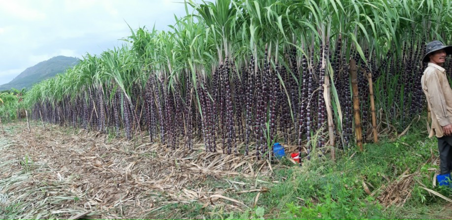 Red sugarcane farm in Khanh Hoa province
