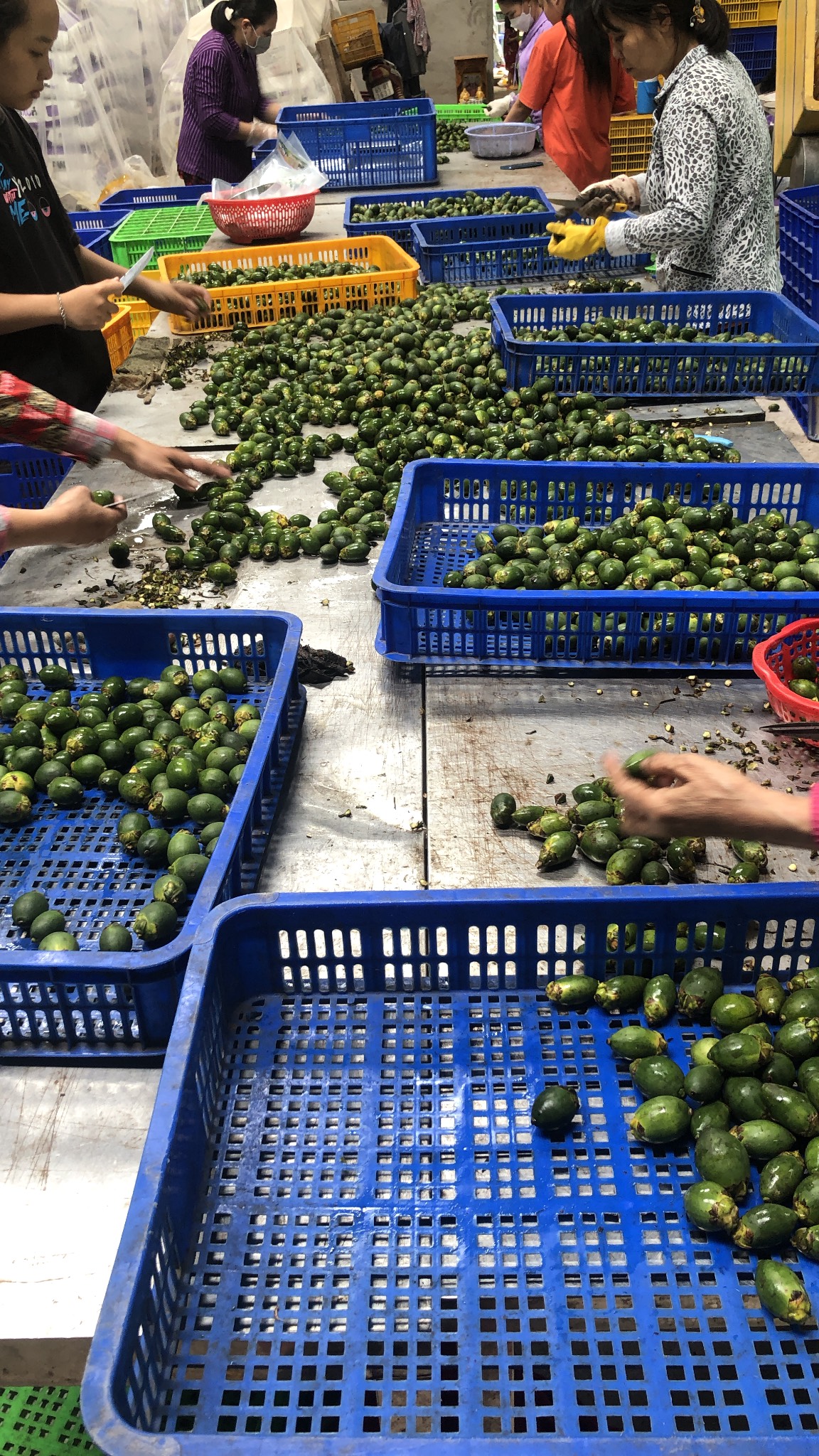 Stem trimming is an important step in the process of production of frozen areca