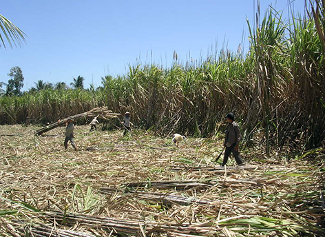 Sugarcane-farm