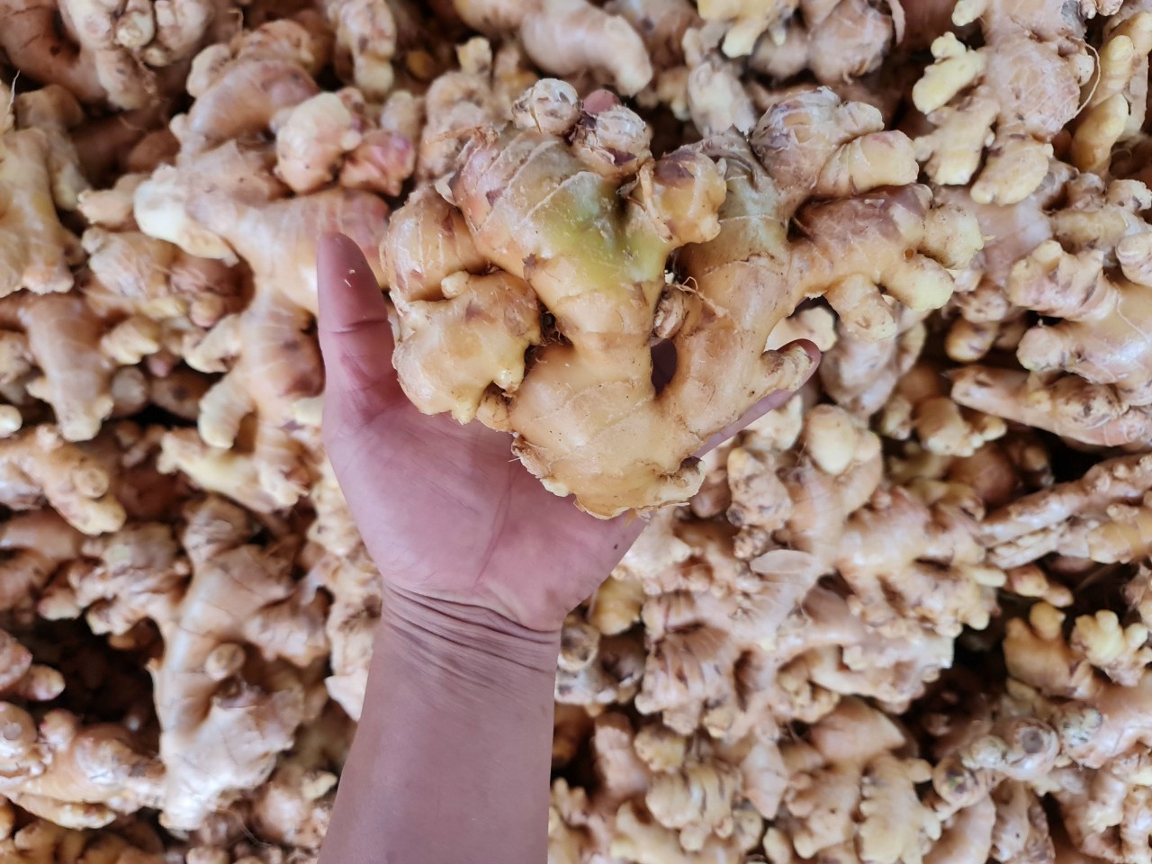 Tan Gia Thanh's fresh ginger for export