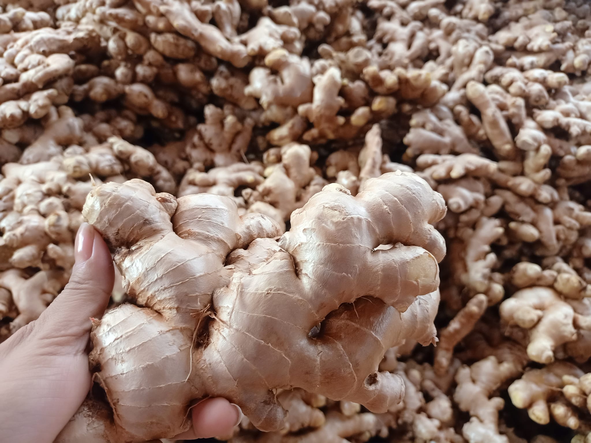 Tan Gia Thanh fresh ginger for export
