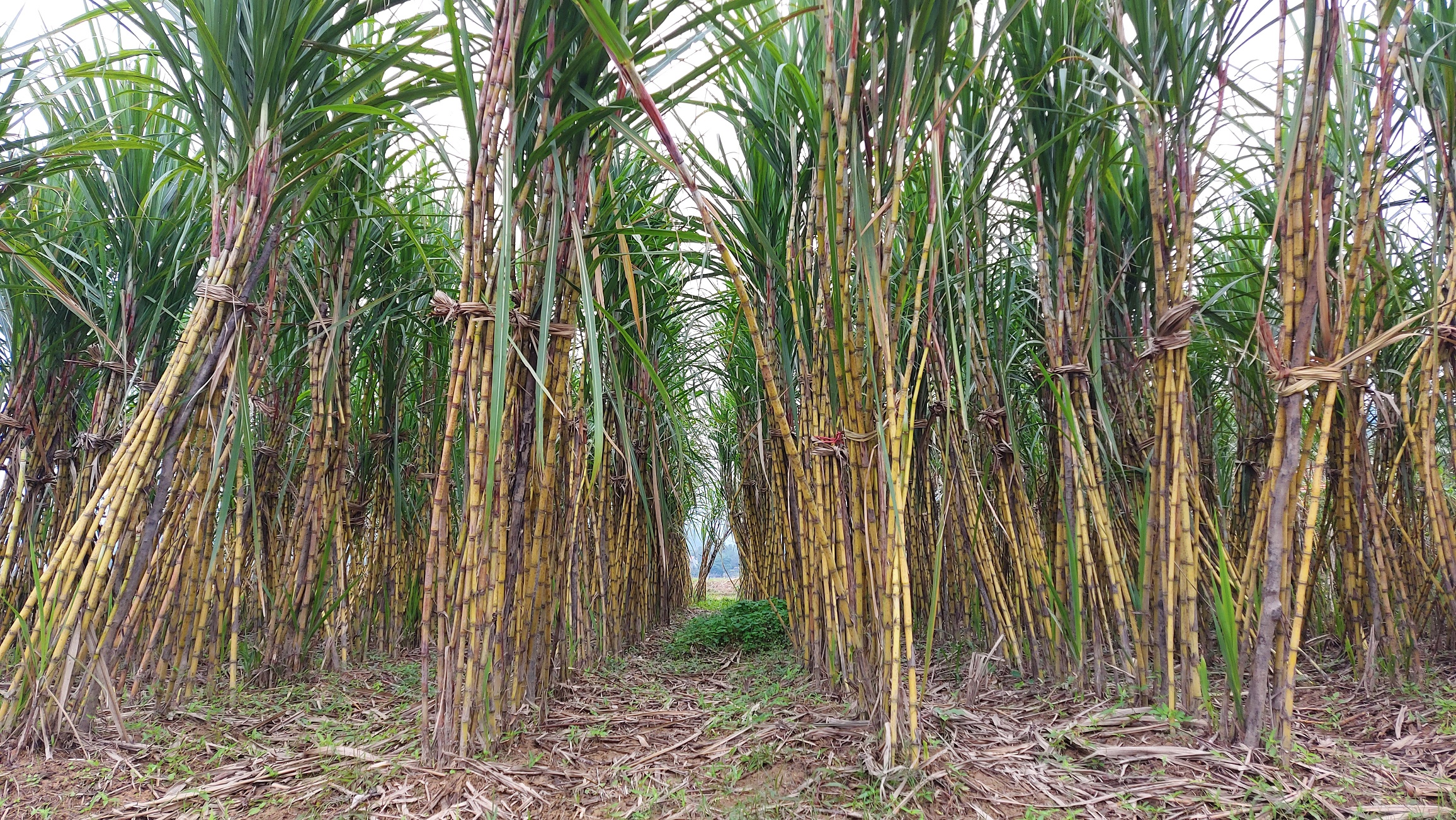 Tan Gia Thanh green sugarcane farm in Vietnam