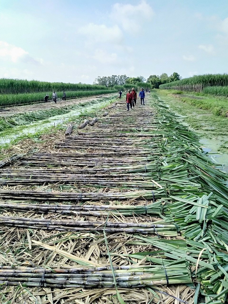 Trang trại trồng mía của Công ty Tân Gia Thành ở tỉnh Sóc Trăng