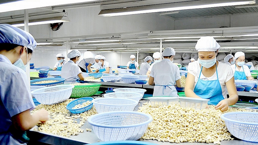 Vietnam is the first country among importers of shelled cashews to Italian market