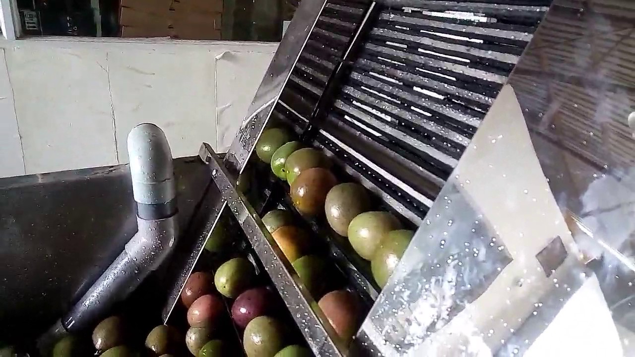 Washing passion fruit in an ozone washing system